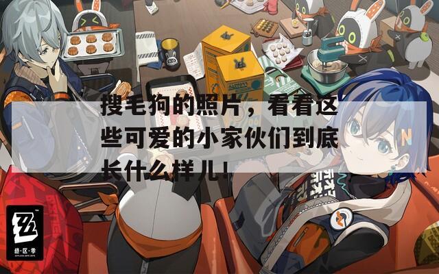 搜毛狗的照片，看看这些可爱的小家伙们到底长什么样儿！