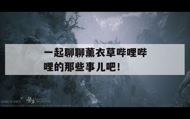 一起聊聊薰衣草哔哩哔哩的那些事儿吧！